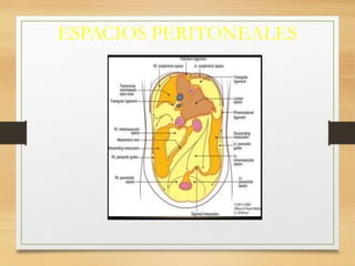 ESPACIOS PERITONEALES
 