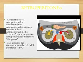 RETROPERITONEo
• Compartimentos
retroperitoneales:
compartimentos
retroperitoneales laterales,
compartimiento
retroperitoneal medio
"vascular", compartimentos
retroperitoneales posteriores
"iliospsoas".
• Tres espacios del
compartimento lateral: APR
perirrenal , PPR.
 