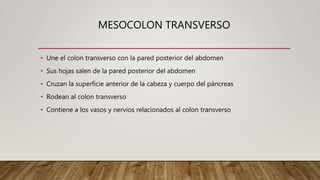 MESOCOLON TRANSVERSO
• Une el colon transverso con la pared posterior del abdomen
• Sus hojas salen de la pared posterior del abdomen
• Cruzan la superficie anterior de la cabeza y cuerpo del páncreas
• Rodean al colon transverso
• Contiene a los vasos y nervios relacionados al colon transverso
 