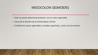MESOCOLON SIGMOIDES
• Unen la pared abdominal posterior con el colon sigmoides
• Cerca de la división de la Arteria Iliaca Común
• Contiene los vasos sigmoides y rectales superiores, junto con los nervios.
 