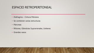 ESPACIO RETROPERITONEAL
• Diafragma – Cintura Pelviana
• Se contienen varias estructuras
• Páncreas
• Riñones, Glándulas Suprarrenales, Uréteres
• Grandes vasos
 