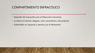 COMPARTIMIENTO INFRACÓLICO
• Separado del Supracólico por el Mesocolon transverso
• Contiene al intestino delgado, colon ascendente y descendente
• Subdividido en izquierdo y derecho por el Mesenterio
 