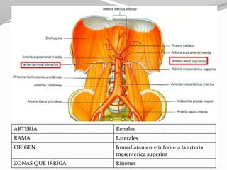 ARTERIA

Renales

RAMA

Laterales

ORIGEN

Inmediatamente inferior a la arteria
mesentèrica superior

ZONAS QUE IRRIGA

Riñones

 