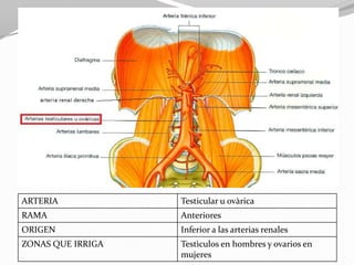 ARTERIA

Testicular u ovàrica

RAMA

Anteriores

ORIGEN

Inferior a las arterias renales

ZONAS QUE IRRIGA

Testìculos en hombres y ovarios en
mujeres

 