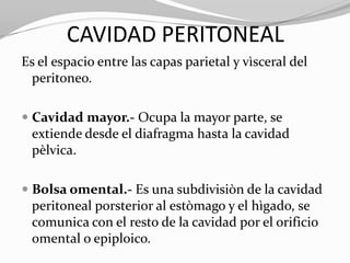 CAVIDAD PERITONEAL
Es el espacio entre las capas parietal y vìsceral del
peritoneo.
 Cavidad mayor.- Ocupa la mayor parte, se
extiende desde el diafragma hasta la cavidad
pèlvica.
 Bolsa omental.- Es una subdivisiòn de la cavidad
peritoneal porsterior al estòmago y el hìgado, se

comunica con el resto de la cavidad por el orificio
omental o epiploico.

 
