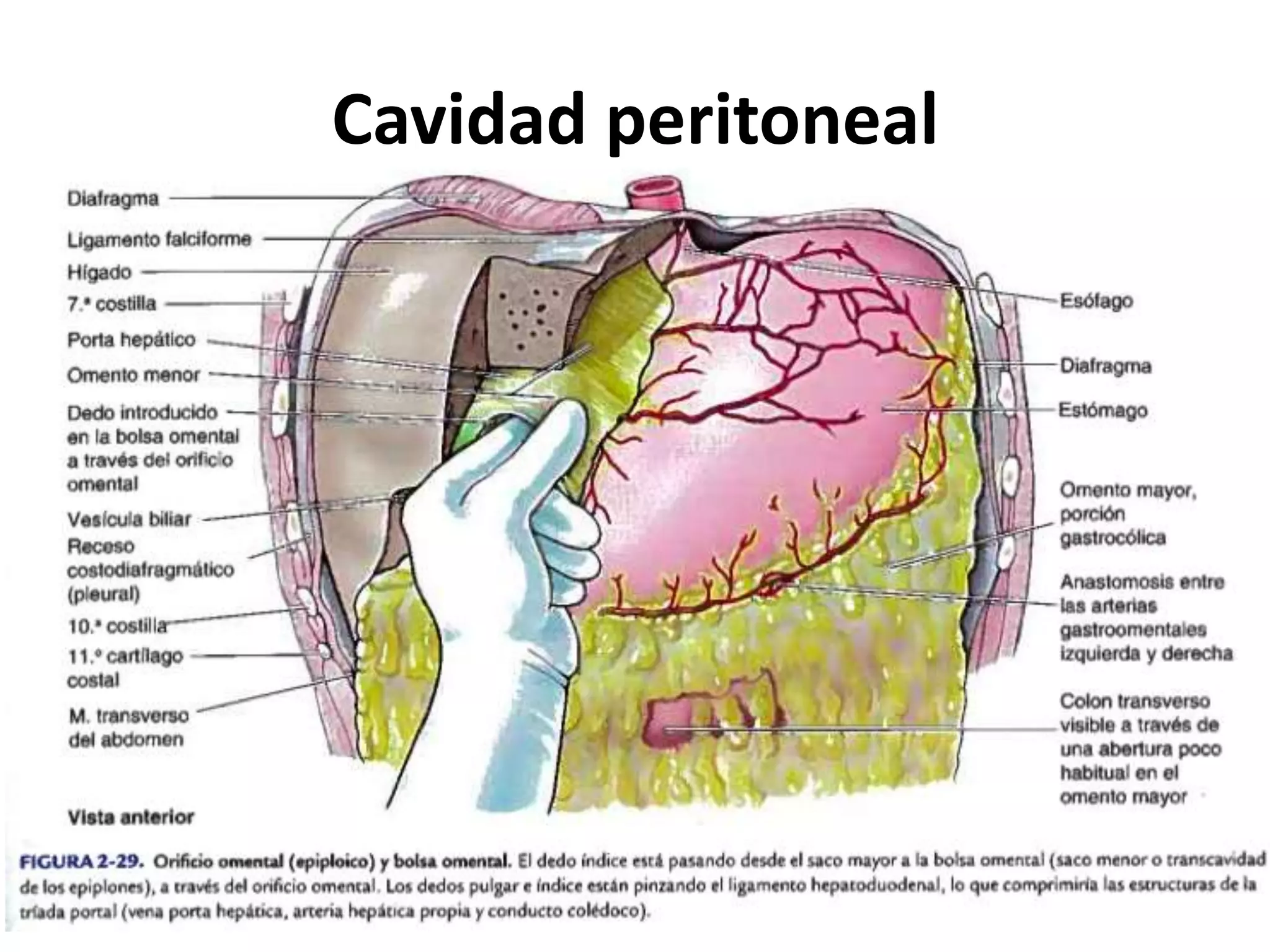 Peritoneo y Cavidad Peritoneal | PPT