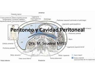 Peritoneo y Cavidad Peritoneal
Dra. M. Seudeal MPSS
 