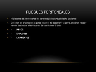 PLIEGUES PERITONEALES
• Representa las proyecciones del peritoneo parietal (hoja derecha izquierda)
• Conectan los órganos con la pared posterior del abdomen y la pelvis, encierran vasos y
nervios destinados a las vísceras. Se clasifican en 3 tipos:
• – MESOS
• – EPIPLONES
• – LIGAMENTOS
 