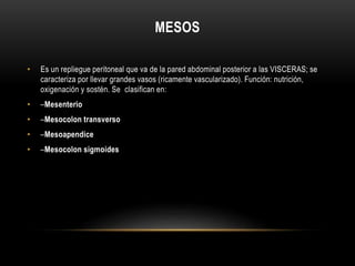 MESOS
• Es un repliegue peritoneal que va de la pared abdominal posterior a las VISCERAS; se
caracteriza por llevar grandes vasos (ricamente vascularizado). Función: nutrición,
oxigenación y sostén. Se clasifican en:
• –Mesenterio
• –Mesocolon transverso
• –Mesoapendice
• –Mesocolon sigmoides
 