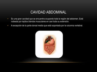 CAVIDAD ABDOMINAL
• Es una gran cavidad que se encuentra ocupando toda la región del abdomen. Está
rodeada por tejidos blandos musculares en casi toda su extensión.
• A excepción de la parte dorsal media que está soportada por la columna vertebral.
 