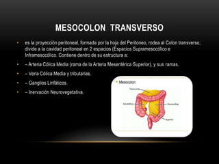 MESOCOLON TRANSVERSO
• es la proyección peritoneal, formada por la hoja del Peritoneo, rodea al Colon transverso;
divide a la cavidad peritoneal en 2 espacios (Espacios Supramesocólico e
Inframesocólico. Contiene dentro de su estructura a:
• – Arteria Cólica Media (rama de la Arteria Mesentérica Superior), y sus ramas.
• – Vena Cólica Media y tributarias.
• – Ganglios Linfáticos.
• – Inervación Neurovegetativa.
 
