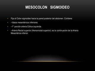 MESOCOLON SIGMOIDEO
• Fija al Colon sigmoideo hacia la pared posterior del abdomen. Contiene:
• –Vasos mesentéricos inferiores.
• –1° porción arteria Cólica izquierda.
• –Arteria Rectal superior (Hemorroidal superior); es la continuación de la Arteria
Mesentérica inferior.
 