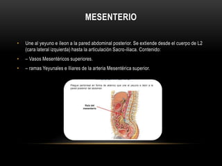 MESENTERIO
• Une al yeyuno e íleon a la pared abdominal posterior. Se extiende desde el cuerpo de L2
(cara lateral izquierda) hasta la articulación Sacro-iliaca. Contenido:
• – Vasos Mesentéricos superiores.
• – ramas Yeyunales e Iliares de la arteria Mesentérica superior.
 