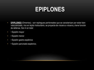 • EPIPLONES (Omentos).- son repliegues peritoneales que se caracterizan por estar bien
vascularizado, rico en tejido histiocitario, se proyecta de víscera a víscera y tiene función
de defensa. Son 4 en total:
• • Epiplón mayor
• • Epiplón menor
• • Epiplón gastro-esplénico
• • Epiplón pancreato-esplenico.
EPIPLONES
 