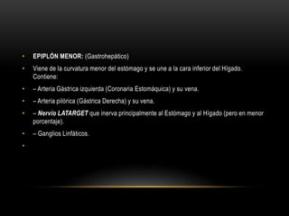 • EPIPLÓN MENOR: (Gastrohepático)
• Viene de la curvatura menor del estómago y se une a la cara inferior del Hígado.
Contiene:
• – Arteria Gástrica izquierda (Coronaria Estomáquica) y su vena.
• – Arteria pilórica (Gástrica Derecha) y su vena.
• – Nervio LATARGET que inerva principalmente al Estómago y al Hígado (pero en menor
porcentaje).
• – Ganglios Linfáticos.
•
 