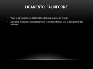LIGAMENTO FALCIFORME
• Va de la cara inferior del diafragma hacia la cara anterior del Hígado.
• Se inserta en la cara dorsal del ligamento redondo del Hígado y en la cara anterior del
abdomen.
 