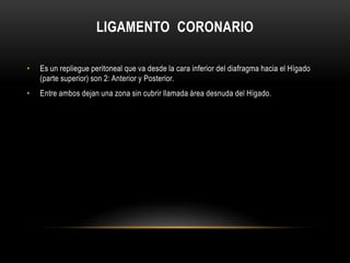 LIGAMENTO CORONARIO
• Es un repliegue peritoneal que va desde la cara inferior del diafragma hacia el Hígado
(parte superior) son 2: Anterior y Posterior.
• Entre ambos dejan una zona sin cubrir llamada área desnuda del Hígado.
 