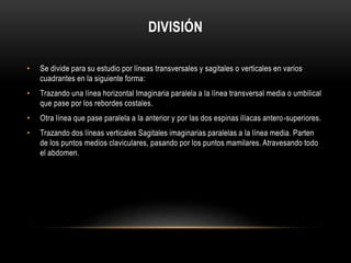 DIVISIÓN
• Se divide para su estudio por líneas transversales y sagitales o verticales en varios
cuadrantes en la siguiente forma:
• Trazando una línea horizontal Imaginaria paralela a la línea transversal media o umbilical
que pase por los rebordes costales.
• Otra línea que pase paralela a la anterior y por las dos espinas ilíacas antero-superiores.
• Trazando dos líneas verticales Sagitales imaginarias paralelas a la línea media. Parten
de los puntos medios claviculares, pasando por los puntos mamilares. Atravesando todo
el abdomen.
 