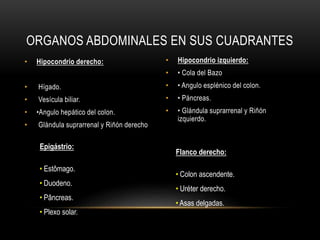ORGANOS ABDOMINALES EN SUS CUADRANTES
• Hipocondrio derecho:
• Hígado.
• Vesícula biliar.
• •Angulo hepático del colon.
• Glándula suprarrenal y Riñón derecho
Epigástrio:
• Estômago.
• Duodeno.
• Pâncreas.
• Plexo solar.
• Hipocondrio izquierdo:
• • Cola del Bazo
• • Angulo esplénico del colon.
• • Páncreas.
• • Glándula suprarrenal y Riñón
izquierdo.
Flanco derecho:
• Colon ascendente.
• Uréter derecho.
• Asas delgadas.
 