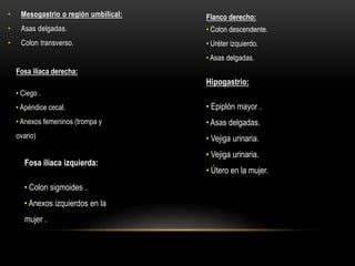 • Mesogastrio o región umbilical:
• Asas delgadas.
• Colon transverso.
Flanco derecho:
• Colon descendente.
• Uréter izquierdo.
• Asas delgadas.
Fosa ilíaca derecha:
• Ciego .
• Apéndice cecal.
• Anexos femeninos (trompa y
ovario)
Hipogastrio:
• Epiplón mayor .
• Asas delgadas.
• Vejiga urinaria.
• Vejiga urinaria.
• Útero en la mujer.
Fosa ilíaca izquierda:
• Colon sigmoides .
• Anexos izquierdos en la
mujer .
 