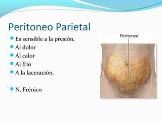 Peritoneo Parietal
Es sensible a la presión.
Al dolor
Al calor
Al frio
A la laceración.
N. Frénico
 