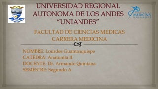 FACULTAD DE CIENCIAS MEDICAS
CARRERA MEDICINA
NOMBRE: Lourdes Guamanquispe
CATEDRA: Anatomía II
DOCENTE: Dr. Armando Quintana
SEMESTRE: Segundo A
 