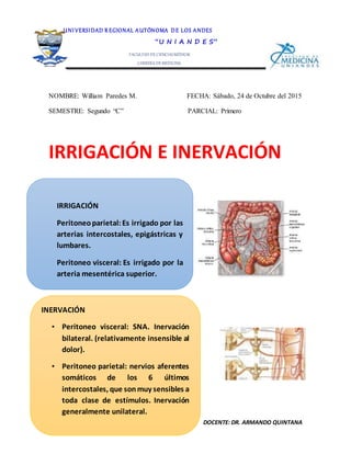 DOCENTE: DR. ARMANDO QUINTANA
NOMBRE: William Paredes M. FECHA: Sábado, 24 de Octubre del 2015
SEMESTRE: Segundo “C” PARCIAL: Primero
IRRIGACIÓN E INERVACIÓN
UNI VERSIDAD R EGIONAL AUTÓNOMA DE LOS ANDES
“U N I A N D E S”
FACULTAD DE CIENCIASMÉDICAS
CARRERA DE MEDICINA
ANATOMÍA II
IRRIGACIÓN
Peritoneoparietal:Es irrigado por las
arterias intercostales, epigástricas y
lumbares.
Peritoneo visceral: Es irrigado por la
arteria mesentérica superior.
INERVACIÓN
• Peritoneo visceral: SNA. Inervación
bilateral. (relativamente insensible al
dolor).
• Peritoneo parietal: nervios aferentes
somáticos de los 6 últimos
intercostales, que sonmuy sensibles a
toda clase de estímulos. Inervación
generalmente unilateral.
 