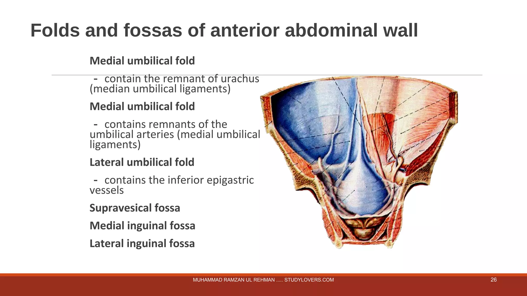 Peritoneum | PPT