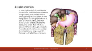 Greater omentum 
－four-layered fold of peritoneum, 
the anterior two layers descend from 
the greater curvature of stomach 
and superior part of duodenum and 
hangs down like an apron in front of 
coils of small intestine, and then 
turns upward and attaches to the 
transverse colon. If an infection 
occurs in the intestine, plasma cells 
formed in the lymph nodes combat 
the infection and help prevent it 
from spreading to the peritoneum. 
MUHAMMAD RAMZAN UL REHMAN ..... STUDYLOVERS.COM 10 
 
