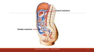 Lessor omentum 
Greater omentum 
MUHAMMAD RAMZAN UL REHMAN ..... STUDYLOVERS.COM 11 
 