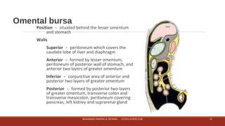 Omental bursa 
Position－situated behind the lesser omentum 
and stomach 
Walls 
Superior－peritoneum which covers the 
caudate lobe of liver and diaphragm 
Anterior－formed by lesser omentum, 
peritoneum of posterior wall of stomach, and 
anterior two layers of greater omentum 
Inferior－conjunctive area of anterior and 
posterior two layers of greater omentum 
Posterior－formed by posterior two layers 
of greater omentum, transverse colon and 
transverse mesocolon, peritoneum covering 
pancreas, left kidney and suprarenal gland 
MUHAMMAD RAMZAN UL REHMAN ..... STUDYLOVERS.COM 12 
 