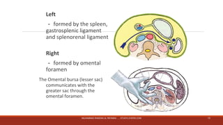 Left 
－formed by the spleen, 
gastrosplenic ligament 
and splenorenal ligament 
Right 
－formed by omental 
foramen 
The Omental bursa (lesser sac) 
communicates with the 
greater sac through the 
omental foramen. 
MUHAMMAD RAMZAN UL REHMAN ..... STUDYLOVERS.COM 13 
 