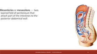 Mesenteries or mesocolons －two-layered 
fold of peritoneum that 
attach part of the intestines to the 
posterior abdominal wall 
MUHAMMAD RAMZAN UL REHMAN ..... STUDYLOVERS.COM 14 
 