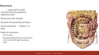 Mesentery 
－suspends the small 
intestine from the posterior 
abdominal wall 
Broad and a fan-shaped 
Consists of two peritoneal layers 
Intestinal border－folded, 7 m 
long 
Radix of mesentery 
◦15 cm long 
◦Directed obliquely from left side of 
L2 to in front of right sacroiliac 
joint 
MUHAMMAD RAMZAN UL REHMAN ..... STUDYLOVERS.COM 15 
 