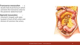 Transverse mesocolon －a 
double fold of peritoneum which 
connects the transverse colon to 
the posterior abdominal wall 
Sigmoid mesocolon － 
inverted V-shaped, with apex 
located in front of left ureter and 
division of common iliac artery 
MUHAMMAD RAMZAN UL REHMAN ..... STUDYLOVERS.COM 18 
 