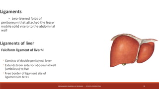 Ligaments 
－two-layered folds of 
peritoneum that attached the lesser 
mobile solid visera to the abdominal 
wall 
Ligaments of liver 
Falciform ligament of liverhl 
◦Consists of double peritoneal layer 
◦Extends from anterior abdominal wall 
(umbilicus) to live 
◦Free border of ligament site of 
ligamentum teres 
MUHAMMAD RAMZAN UL REHMAN ..... STUDYLOVERS.COM 19 
 