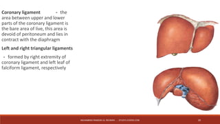 Coronary ligament －the 
area between upper and lower 
parts of the coronary ligament is 
the bare area of live, this area is 
devoid of peritoneum and lies in 
contract with the diaphragm 
Left and right triangular ligaments 
－formed by right extremity of 
coronary ligament and left leaf of 
falciform ligament, respectively 
MUHAMMAD RAMZAN UL REHMAN ..... STUDYLOVERS.COM 20 
 