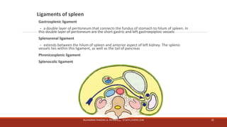 Ligaments of spleen 
Gastrosplenic ligament 
－a double layer of peritoneum that connects the fundus of stomach to hilum of spleen. In 
this double layer of peritoneum are the short gastric and left gastroepiploic vessels 
Splenorenal ligament 
－extends between the hilum of spleen and anterior aspect of left kidney. The splenic 
vessels lies within this ligament, as well as the tail of pancreas 
Phrenicosplenic ligament 
Splenocolic ligament 
MUHAMMAD RAMZAN UL REHMAN ..... STUDYLOVERS.COM 22 
 