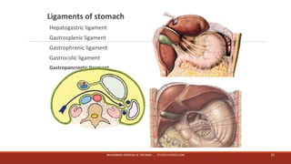Ligaments of stomach 
Hepatogastric ligament 
Gastrosplenic ligament 
Gastrophrenic ligament 
Gastrocolic ligament 
Gastropancrestic ligament 
MUHAMMAD RAMZAN UL REHMAN ..... STUDYLOVERS.COM 23 
 