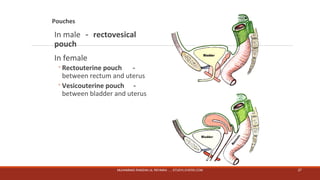 Pouches 
In male－rectovesical 
pouch 
In female 
◦Rectouterine pouch － 
between rectum and uterus 
◦Vesicouterine pouch － 
between bladder and uterus 
MUHAMMAD RAMZAN UL REHMAN ..... STUDYLOVERS.COM 27 
 