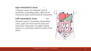 Right mesenteric sinus － 
triangular space, lies between root of 
mesentery, ascending colon, right 2/3 of 
transverse colon and transverse mesocolon 
Left mesenteric sinus － lies 
between root of mesentery, descending 
colon, right 1/3 of transverse colon and 
transverse mesocolon, its widens below 
where it is continuous with the cavity of the 
pelvis 
MUHAMMAD RAMZAN UL REHMAN ..... STUDYLOVERS.COM 32 
 