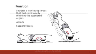 Function 
Secretes a lubricating serous 
fluid that continuously 
moistens the associated 
organs 
Absorb 
Support viscera 
MUHAMMAD RAMZAN UL REHMAN ..... STUDYLOVERS.COM 4 
 