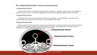 The relationship between viscera and peritoneum 
Intraperitoneal viscera 
－viscera completely surrounded by peritoneum, example, stomach, superior part of duodenum, 
jejunum, ileum, cecum, vermiform appendix, transverse and sigmoid colons, spleen and ovary 
Interperitoneal viscera 
－most part of viscera surrounded by peritoneum, example, liver, gallbladder, ascending and 
descending colon, upper part of rectum, urinary bladder and uterus 
Retroperitoneal viscera 
－some organs lie on the posterior abdominal wall and are covered by peritoneum on their anterior 
surfaces only, example, kidney, suprarenal gland, pancreas, descending and horizontal parts of 
duodenum, middle and lower parts of rectum, and ureter 
Intraperitoneal viscera 
Interperitoneal viscera 
Retroperitoneal viscera 
MUHAMMAD RAMZAN UL REHMAN ..... STUDYLOVERS.COM 5 
 