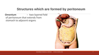 Structures which are formed by peritoneum 
Omentum －two-layered fold 
of peritoneum that extends from 
stomach to adjacent organs 
MUHAMMAD RAMZAN UL REHMAN ..... STUDYLOVERS.COM 7 
 