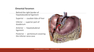 Omental foramen 
Behind the right border of 
hepatoduodenal ligament 
Superior－caudate lobe of liver 
Inferior－superior part of 
duodenum 
Anterior－hepatodudenal 
ligament 
Posterior－peritoneum covering 
the inferior vena cava 
MUHAMMAD RAMZAN UL REHMAN ..... STUDYLOVERS.COM 9 
 