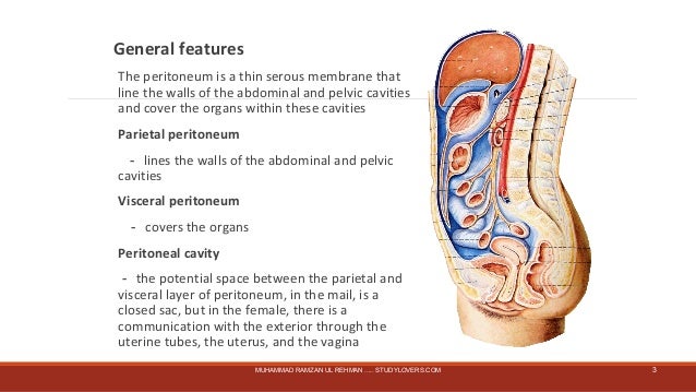 Peritoneum