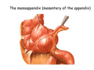 Peritoneum | PPT