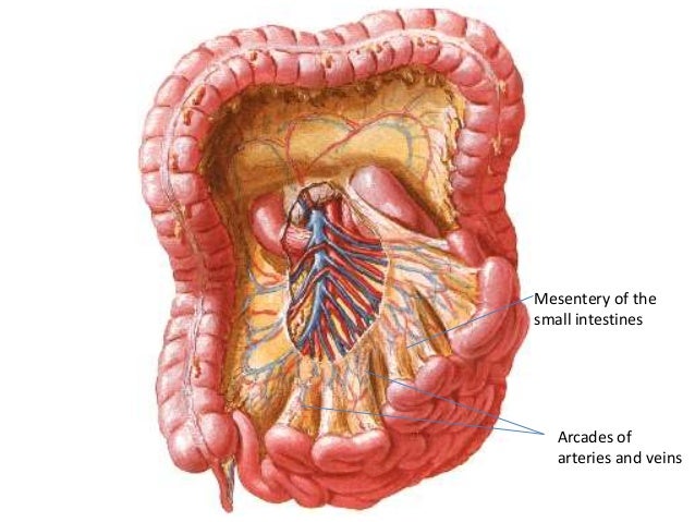 Peritoneum