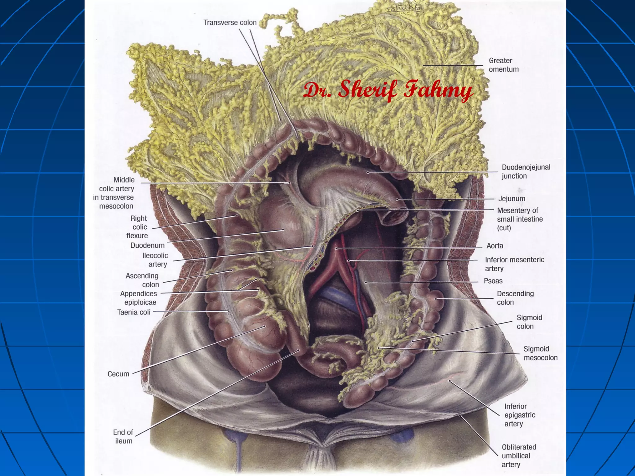 The Peritoneum (Anatomy of the Abdomen) | PPS