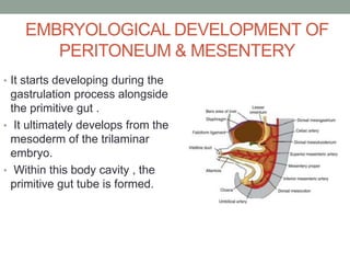 EMBRYOLOGICAL DEVELOPMENT OF
PERITONEUM & MESENTERY
• It starts developing during the
gastrulation process alongside
the primitive gut .
• It ultimately develops from the
mesoderm of the trilaminar
embryo.
• Within this body cavity , the
primitive gut tube is formed.
 